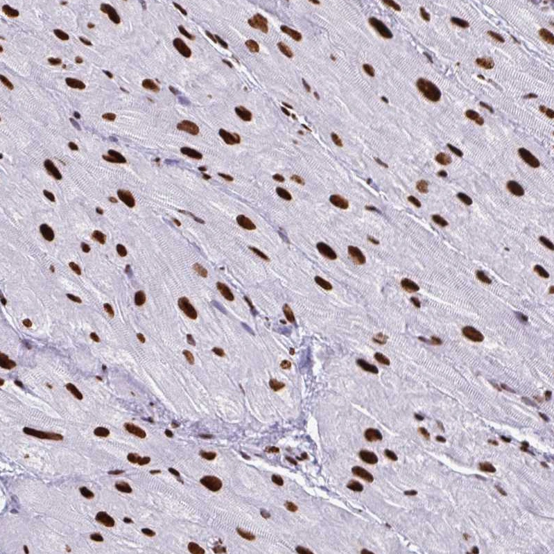 Anti-NONO Human Protein Atlas Antibody