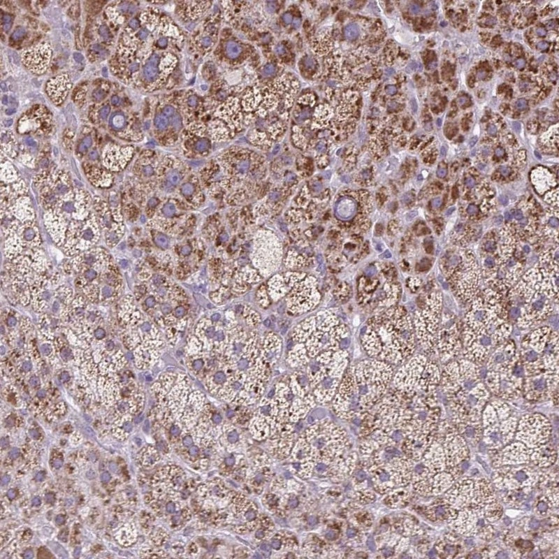 Anti-SCO2 Human Protein Atlas Antibody