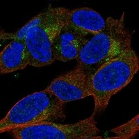 Anti-APBA2 Human Protein Atlas Antibody