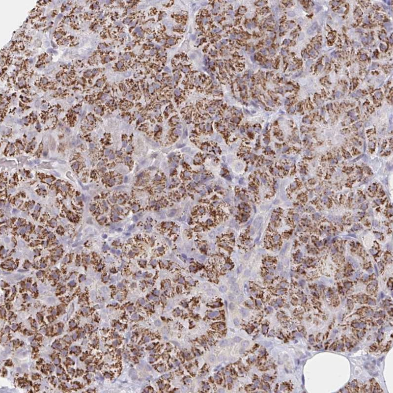 Anti-COL28A1 Human Protein Atlas Antibody