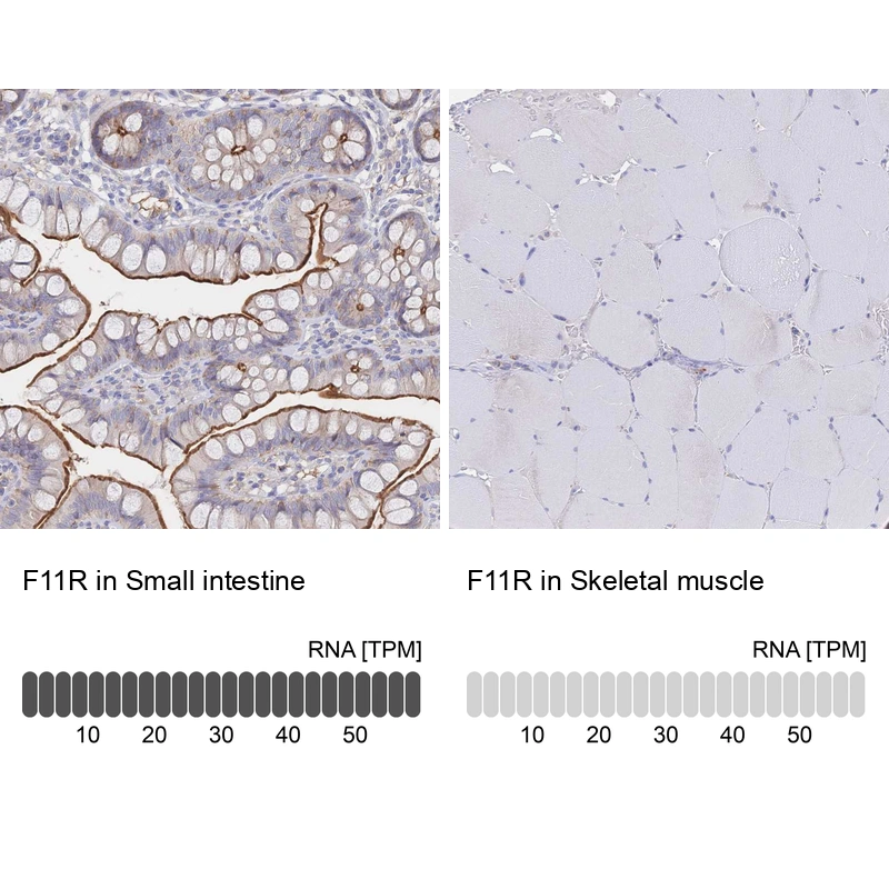 Anti-F11R Human Protein Atlas Antibody