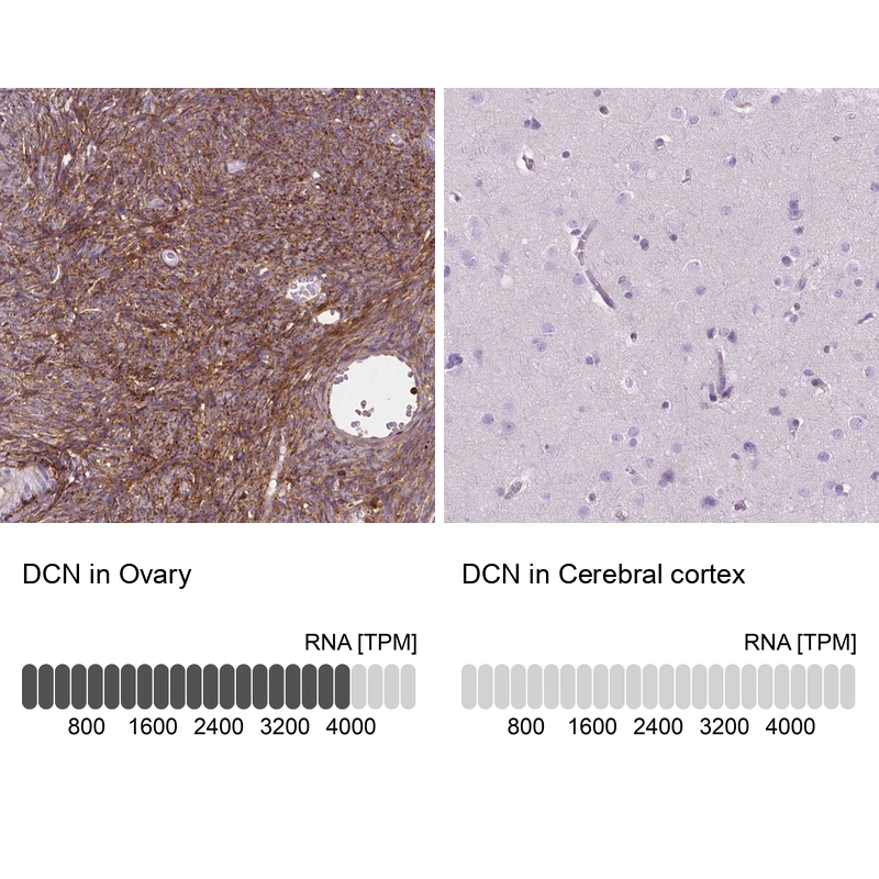 Anti-DCN Human Protein Atlas Antibody