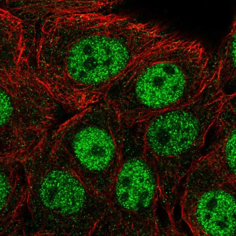 Anti-CPSF1 Human Protein Atlas Antibody