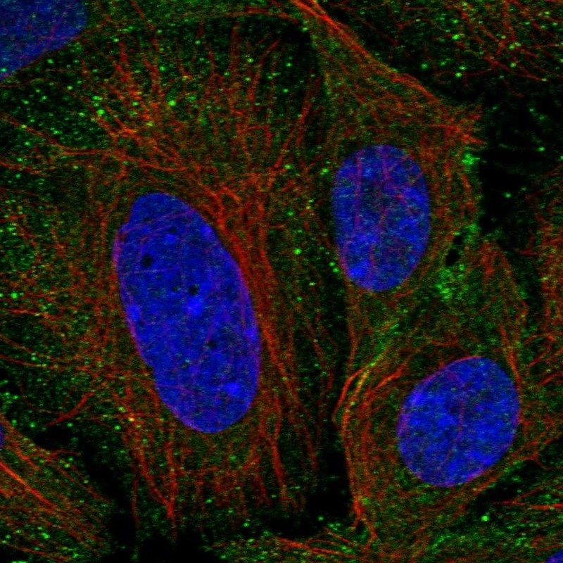 Anti-SEM1 Human Protein Atlas Antibody