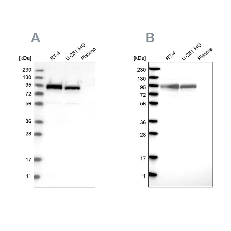Anti-FAM129B Human Protein Atlas Antibody