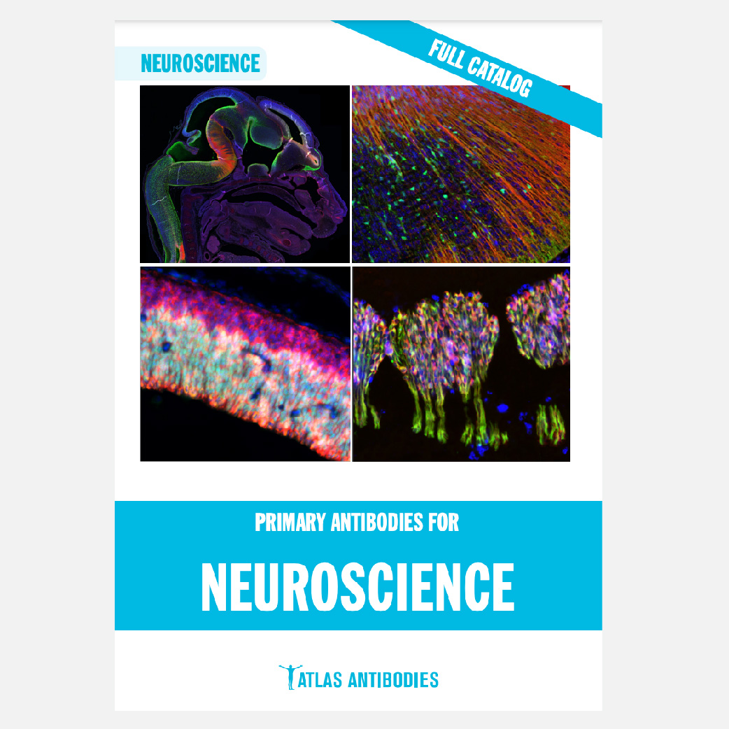 Atlas antibodies in neuroscience research