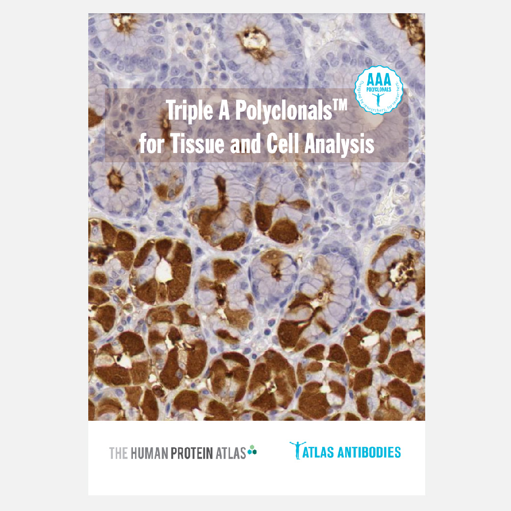 TRIPLEA POLYCLONALS ATLAS ANTIBODIES