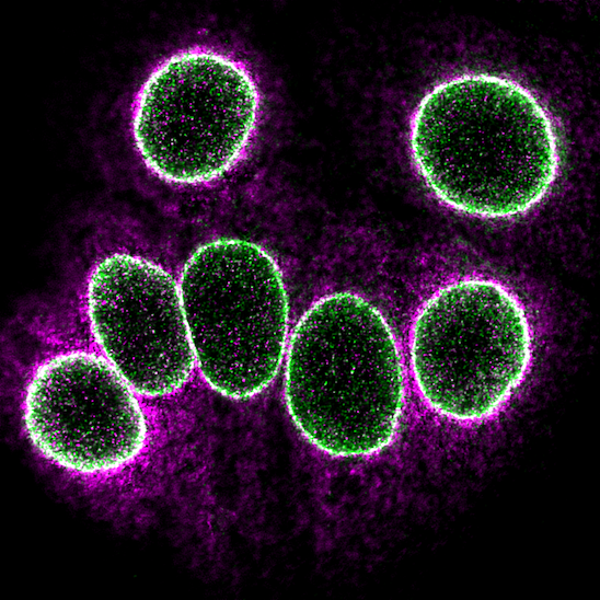 Molboolean Kit - Beyond Proximity Ligation
