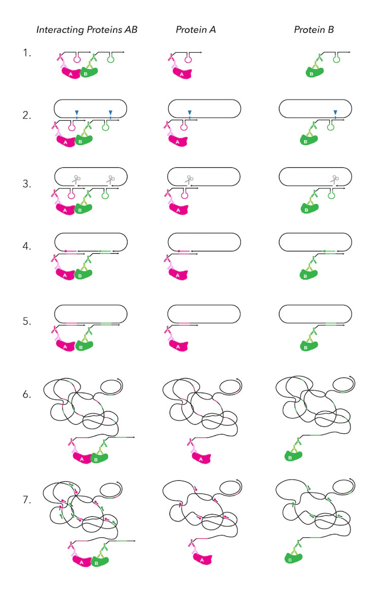 MolBoolean workflow steps schematic