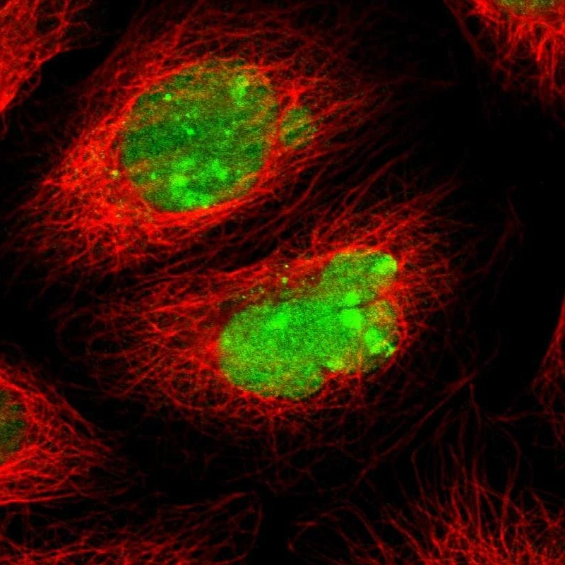 Anti-ATF3 Human Protein Atlas Antibody