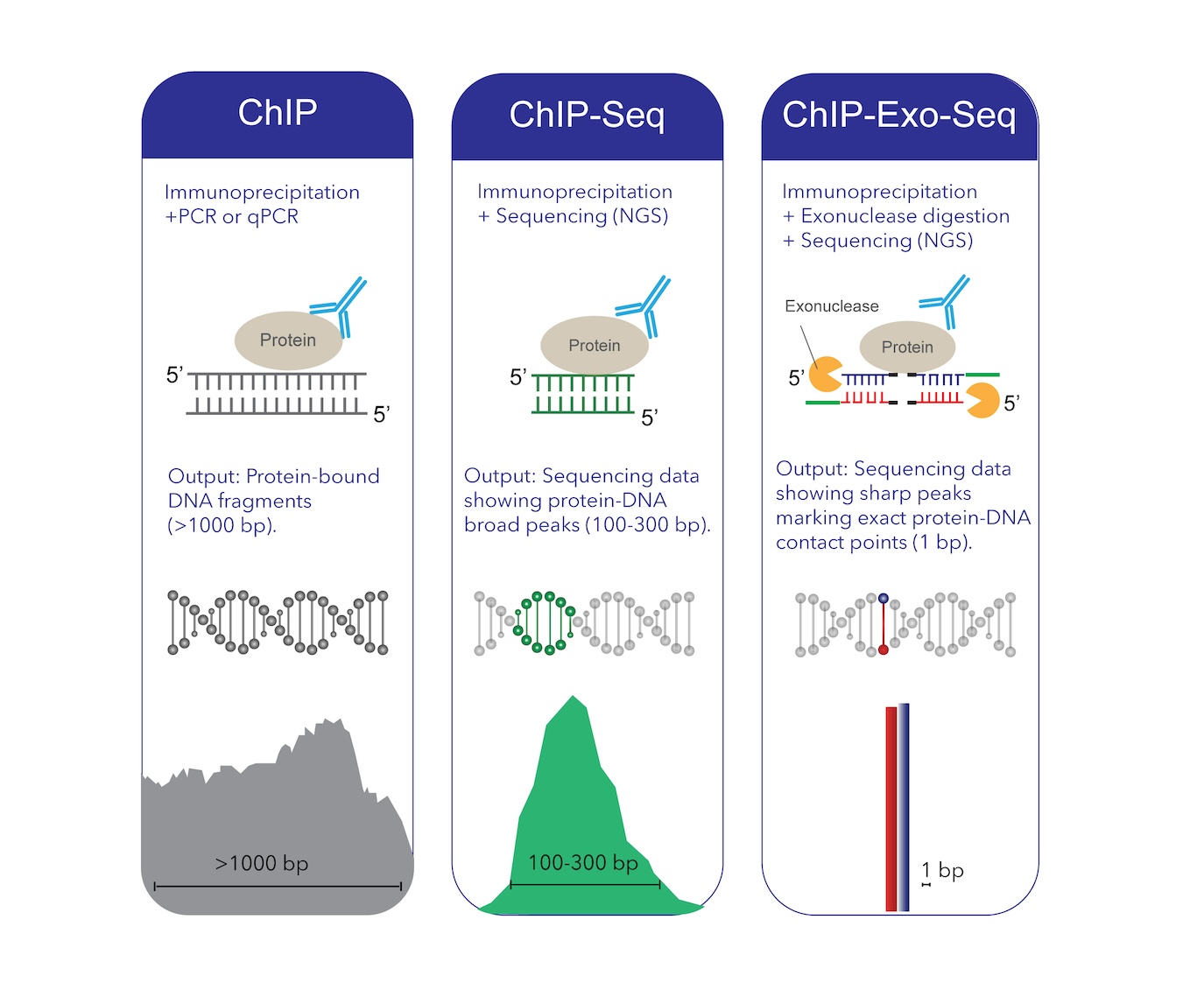 Advancing Epigenetics Research with ChIP-Exo-Seq Validated Antibodies