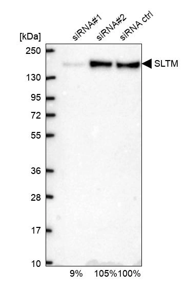 Sltm Anti-SLTM Human Protein Atlas Antibody