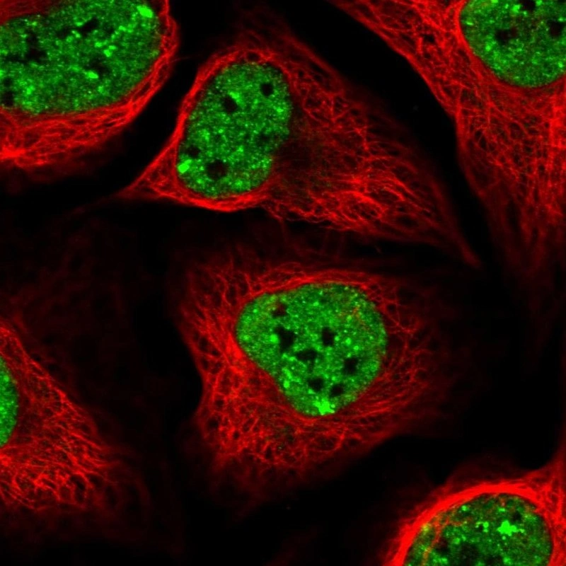 Sltm Anti-SLTM Human Protein Atlas Antibody