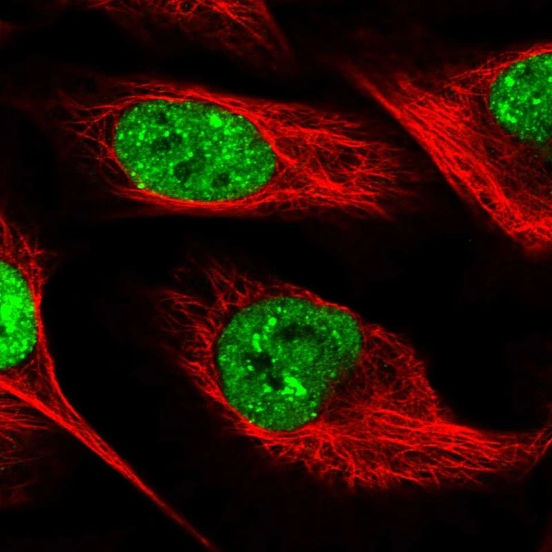 Sltm Anti-SLTM Human Protein Atlas Antibody