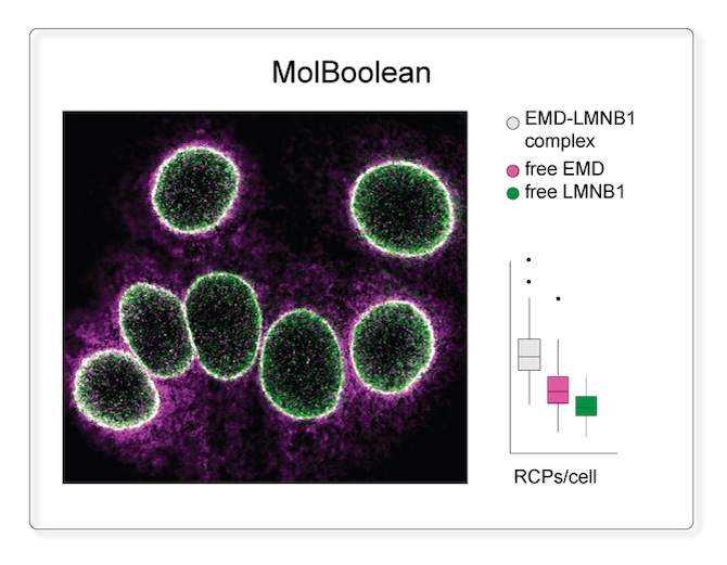 MolBoolean staining enables concurrent detection of free EMD, free LMNB1, and the EMD–LMNB1 proteins complex