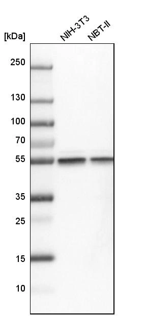 Codee Tubb Anti-TUBB Human Protein Atlas Antibody