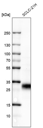 Anti-TNFRSF18 Antibody
