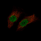 Immunofluorescence staining of EFO-21 cells using the Anti-PAX8 monoclonal antibody, showing specific staining in the nucleoplasm in green. Microtubule- and nuclear probes are visualized in red and blue, respectively (where available).