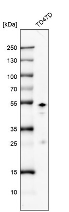 Anti-GATA3 Antibody