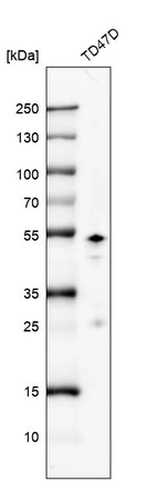 Western blot analysis in human cell line TD47D.