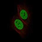 Immunofluorescence staining of MCF7 cells using the Anti-GATA3 monoclonal antibody, showing specific staining in the nucleoplasm in green. Microtubule- and nuclear probes are visualized in red and blue, respectively (where available).
