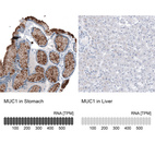 Anti-MUC1 Antibody