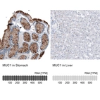 Anti-MUC1 Antibody