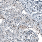 Immunohistochemical staining of human testis shows weak to moderate nuclear positivity in Leydig cells and cells in seminiferous ducts.