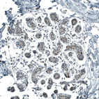 Immunohistochemical staining of human breast shows weak to moderate nuclear positivity in glandular cells.
