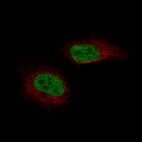 Immunofluorescence staining of U-2 OS cells using the Anti-NR5A1 monoclonal antibody, showing specific staining in the nucleoplasm in green. Microtubule- and nuclear probes are visualized in red and blue, respectively (where available).