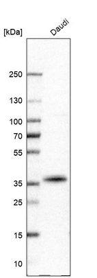 Western blot analysis in human cell line Daudi.