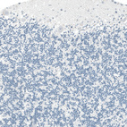 Immunohistochemical staining of human cerebellum shows no positivity in Purkinje cells as expected.