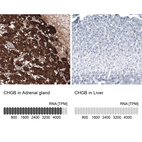 Anti-CHGB Antibody