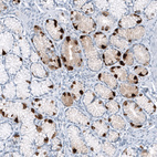 Immunohistochemical staining of human Small intestine shows strong cytoplasmic positivity in enteroendocrine cells.