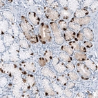 Immunohistochemical staining of human Small intestine shows strong cytoplasmic positivity in enteroendocrine cells.