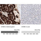 Anti-CHGB Antibody