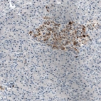 Immunohistochemical staining of human pancreas shows moderate cytoplasmic positivity in islets of Langerhans.