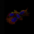 Immunofluorescence staining of SH-SY5Y cells using the Anti-CHGB monoclonal antibody, showing specific staining of vesicles in green. Microtubule- and nuclear probes are visualized in red and blue, respectively.