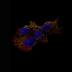 Immunofluorescence staining of SH-SY5Y cells using the Anti-CHGB monoclonal antibody, showing specific staining of vesicles in green. Microtubule- and nuclear probes are visualized in red and blue, respectively.