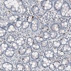 Anti-INSM1 Antibody