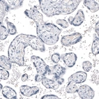 Immunohistochemical staining of human placenta shows no positivity in trophoblastic cells as expected.
