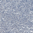 Anti-SOX11 Antibody