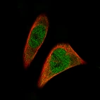 Immunofluorescence staining of RH-30 cells using the Anti-SOX11 monoclonal antibody, showing specific staining in the nucleus and cytosol in green. Microtubule- and nuclear probes are visualized in red and blue, respectively (where available).