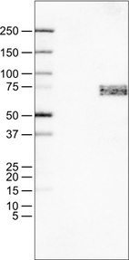 Anti-SOX11 Antibody