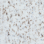 Anti-PTPRC Antibody