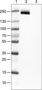 Lane 1: Marker [kDa]_br/_Lane 2: Human cell line Jurkat_br/_Lane 3: Human cell line MCF-7