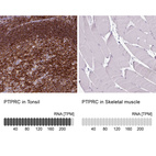 Anti-PTPRC Antibody