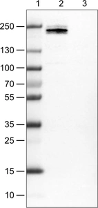 Lane 1: Marker [kDa]_br/_Lane 2: Human cell line Jurkat_br/_Lane 3: Human cell line MCF-7