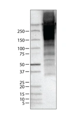 Lane 1: Marker [kDa]_br/_Lane 2: Human thyroid tissue lysate