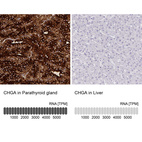 Anti-CHGA Antibody